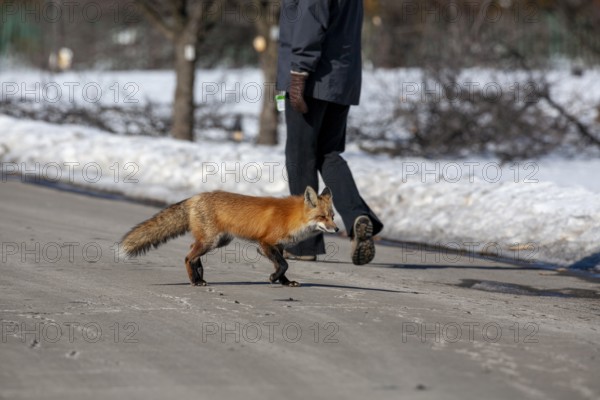 Red fox (Vulpes vulpes), Fox walking on a road, Fox close to a people, Province of Quebec, Canada, North America
