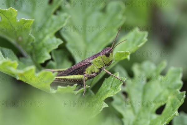 Common Green Grasshopper (Omocestus viridulus), Emsland, Lower Saxony, Germany