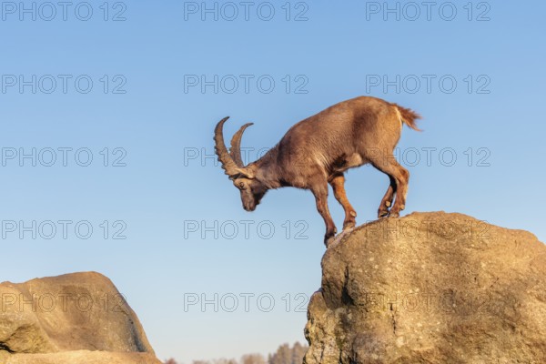 A male ibex (Capra ibex) leaps from rock to rock in the warm evening light. A blue sky can be seen in the background. Carinthia, Austria