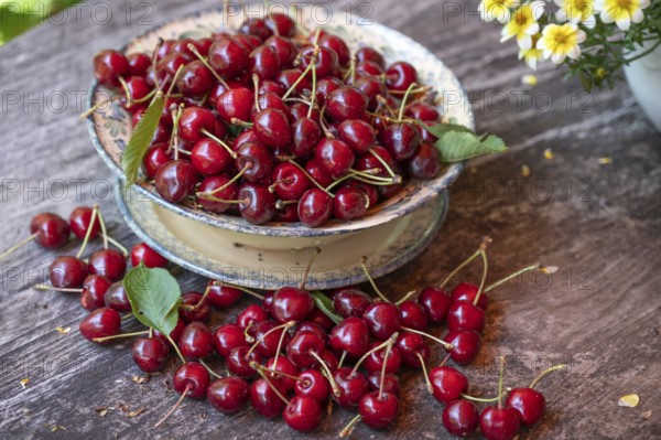 Fresh sweet cherries (Prunus avium) in a bowl, Bavaria, Germany