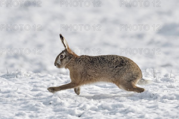 Off through the snow... European hare (Lepus europaeus) in winter, hare running hastily across a snow-covered meadow, a snow-covered field, side view, native nature in the Lower Rhine region, Rhineland, North Rhine-Westphalia, Germany, Western Europe