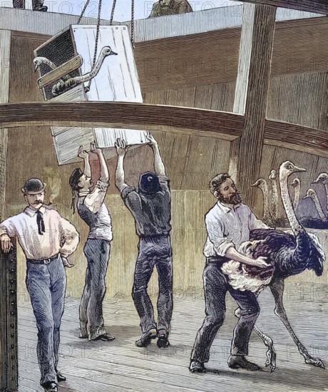 The transport of ostriches from South Africa to Australia by ship, historical picture or illustration from 1894, reproduction, digitally enhanced, Historical