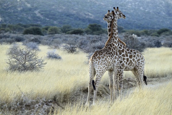 Two young giraffes (Giraffa camelopardalis giraffa) playing in the early morning light, Namibia