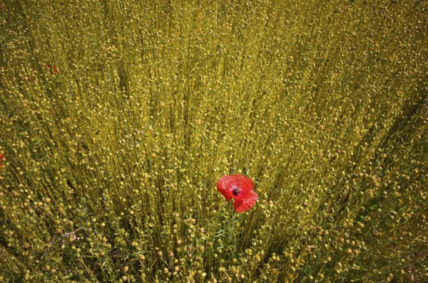 Corn poppy (Papaver rhoeas) Flax field, flax, (Linum usitatissimum) Linaceae, Normandy, Calvados, France