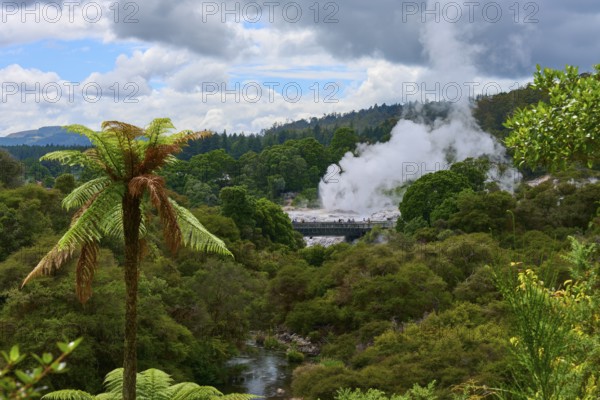 Steam clouds rise from a volcanic area between green trees and ferns under a slightly cloudy sky, Te Puia, Whakarewarewa, Rotorua, New Zealand