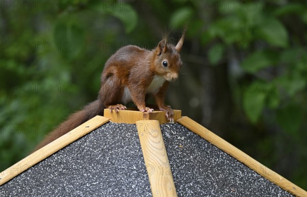 Eurasian red squirrel (Sciurus vulgaris), sitting on a bird feeder, Stuttgart, Baden-Württemberg, Germany