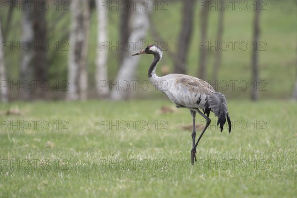 In splendid plumage... Common crane (Grus grus), also known as grey crane or simply crane, in a meadow in its native habitat in Sweden, also known as the bird of happiness, wildlife, native nature, southern Sweden, Sweden, Scandinavia, northern Europe