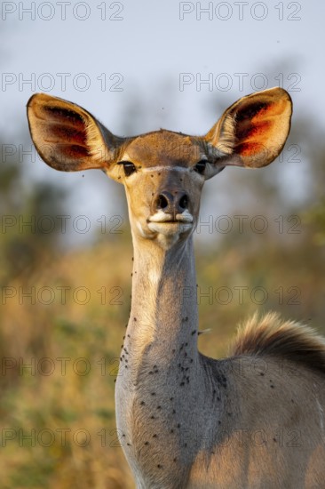 Greater kudu (Tragelaphus strepsiceros) in dry grass, adult female in evening light, alert, animal portrait, Kruger National Park, South Africa