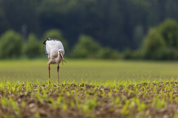 White stork (Ciconia ciconia) eating worm, farmland, Göggingen, Sigmaringen district, Baden-Württemberg, Germany