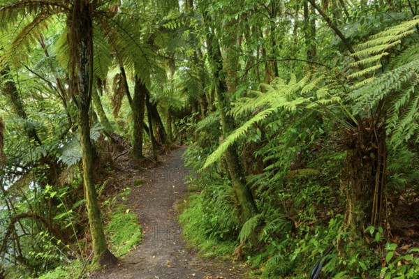 A narrow path winds through a lush, green rainforest full of ferns, Mclaren Fall Park, Omanawa, North Island, New Zealand