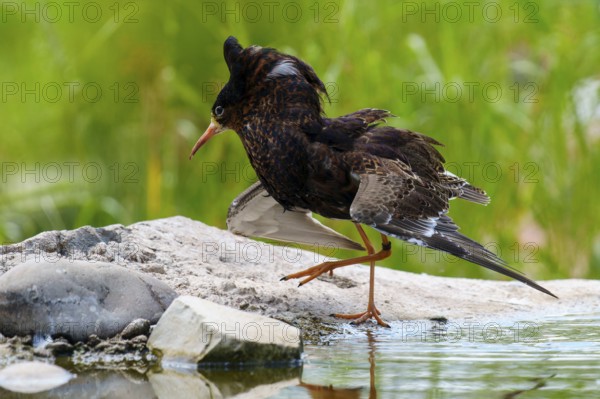 A bird in motion next to a waterhole on a rock, ruff (Calidris pugnax, Syn.: Philomachus pugnax), courtship display, France