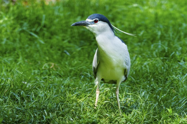 A bird with blue and black and white feathers stands on a green meadow outside, Night Heron (Nycticorax nycticorax) France