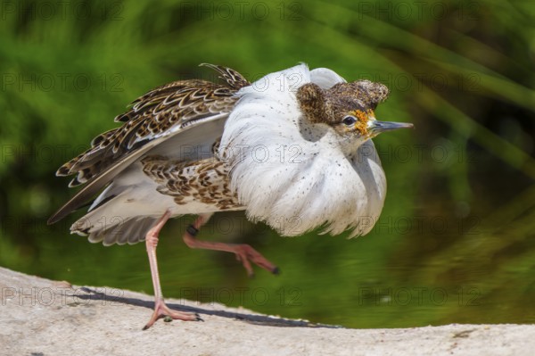 Bird with striking white plumage posing in nature, ruff (Calidris pugnax, syn.: Philomachus pugnax), courtship display, France