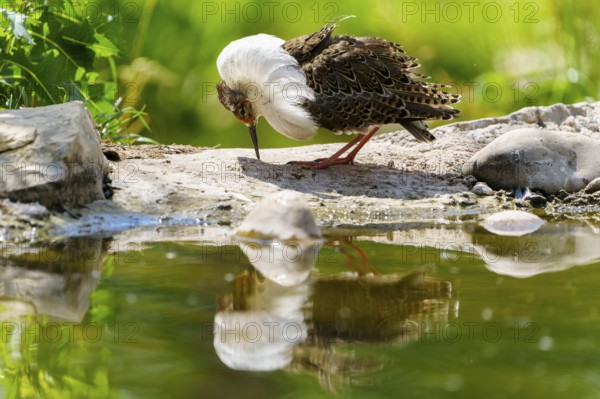 A bird looking at its reflection in the water in a green landscape, ruff (Calidris pugnax, Syn.: Philomachus pugnax), courtship display, France