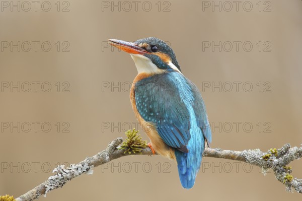 Kingfisher (Alcedo atthis), female sitting on a branch overgrown with moss and lichen, wildlife, nature photography, water bird, Siegerland, North Rhine-Westphalia, Germany