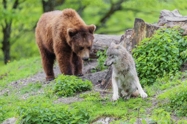 Situation awareness is crucial! A Eurasian gray wolf (Canis lupus lupus) is surprised by a European brown bear (Ursus arctos arctos) approaching from behind in a green meadow on a hill