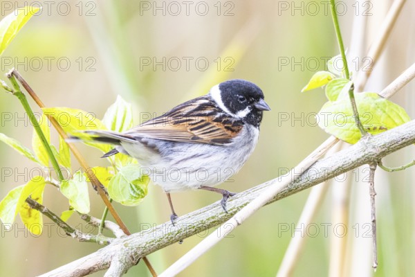 Reed bunting (Emberiza schoeniclus) ml Germany