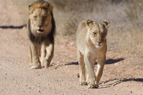 African lions (Panthera leo), two adults, male and female, walking on a dirt road, Kgalagadi Transfrontier Park, Northern Cape, South Africa