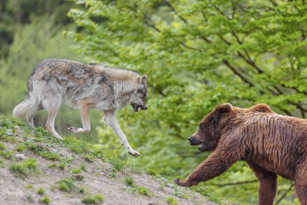 A Eurasian gray wolf (Canis lupus lupus) encounters a European brown bear (Ursus arctos arctos) in a green meadow and shows aggression, leading to a short fight without injuries