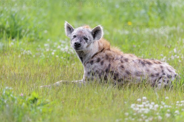 An adult male spotted hyena (Crocuta crocuta) lying in a green meadow, observing something. Southern part of Africa