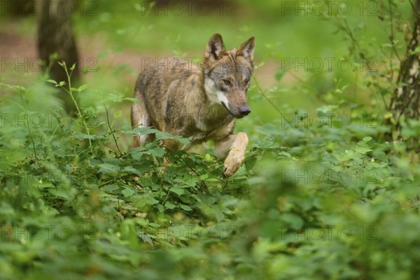 Wolf running through the green forest in full motion, Wolf (Canis Lupus), Germany