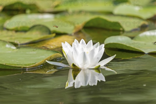 European white water lily (Nymphaea alba), hoverfly, Leppinsee, Mecklenburg Lake District, Mecklenburg-Western Pomerania, Germany