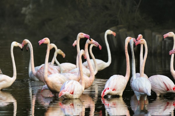 Pink flamingos (Phoenicopterus roseus), standing in the pond, Pont de Gau Bird Park, Saintes-Maries-de-la-Mer, Camargue Regional nature park Park, France