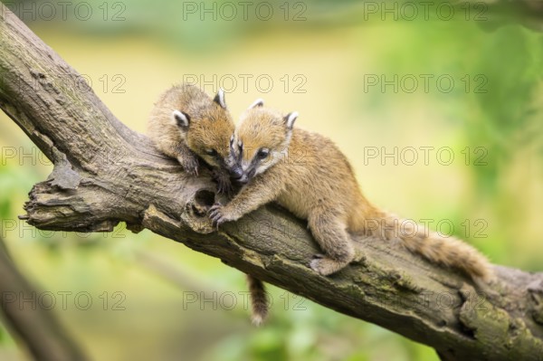 South American coati (Nasua nasua) youngsters on an old tree trunk, captive, Zoo Augsburg