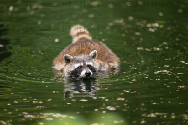 Common raccoon (Procyon lotor) swimming in a little lake, Bavaria, Germany