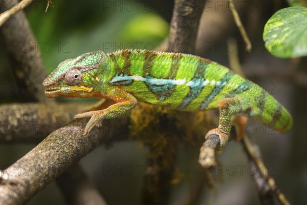 Veiled chameleon (Chamaeleo calyptratus) walking on a branch, captive, Zoo Augsburg, Germany