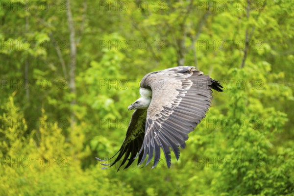 Eurasian griffon vulture (Gyps fulvus) flying, Bavaria, Germany