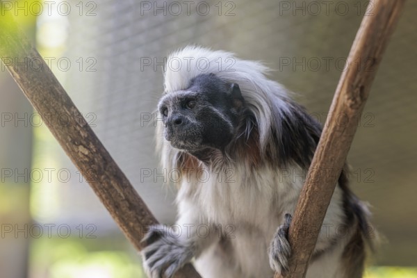 Cotton-top tamarin (Saguinus oedipus) at the Chattanooga Zoo in Chattanooga, Tennessee