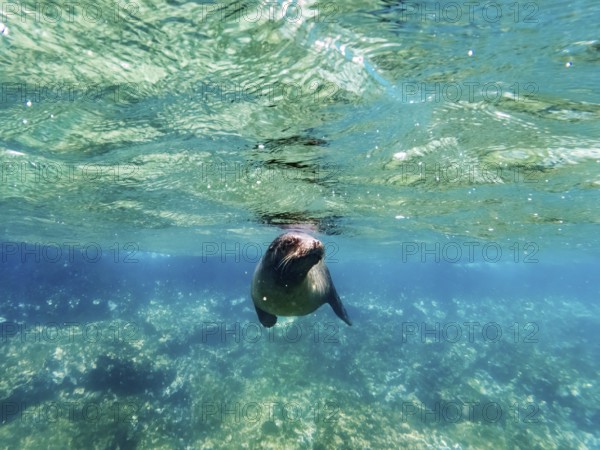 Sea lion (Zalophus wollebaeki), underwater, Galapagos, Ecuador