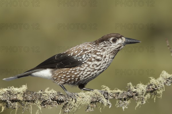 Spotted Nutcracker (Nucifraga caryocatactes), St. Gallen, Switzerland