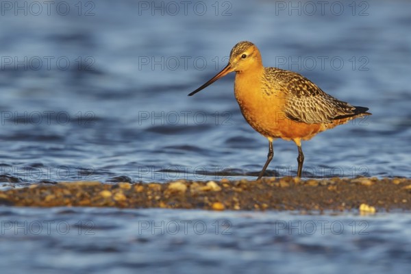 Bar-tailed Godwit (Limosa lapponica) feeding along a river in Nome, Alaska