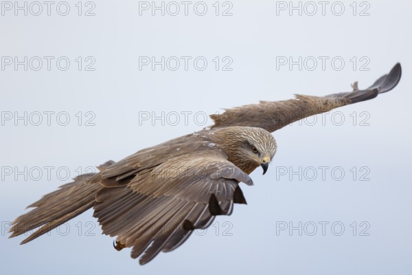 Black Kite (Milvus migrans) flying, Spain