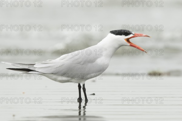 Caspian Tern (Hydroprogne caspia) calling, Gambia