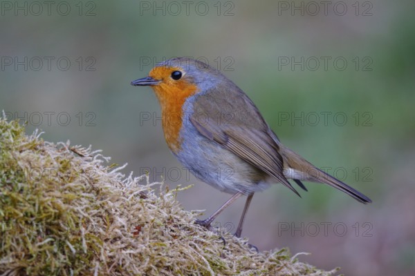 European Robin (Erithacus rubecula), North Rhine-Westphalia, Germany