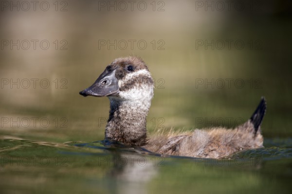 White-headed Duck (Oxyura leucocephala) juvenile, Castile-La Mancha, Spain