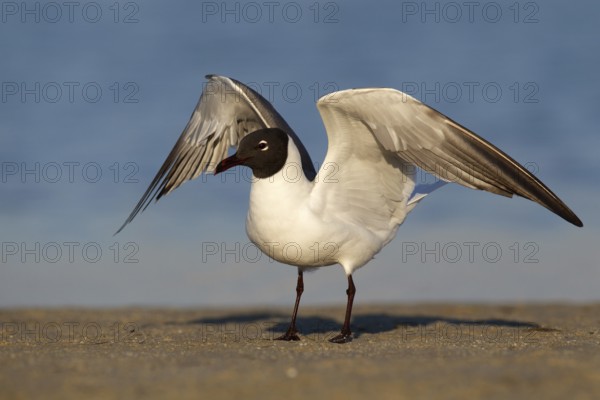 Laughing Gull (Leucophaeus atricilla), Florida, USA
