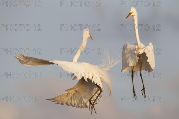 Great Egret (Ardea alba) flying, Florida, USA