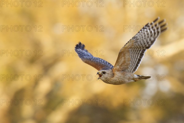 Red-shouldered Hawk (Buteo lineatus) calling in flight, Florida, USA