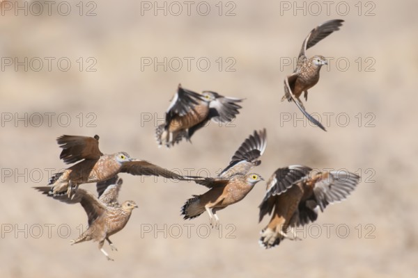 Burchell's Sandgrouse (Pterocles burchelli) male flying, Northern Cape, South Africa