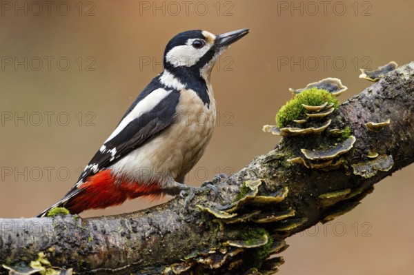 Great Spotted Woodpecker (Dendrocopos major) female, Asturias, Spain