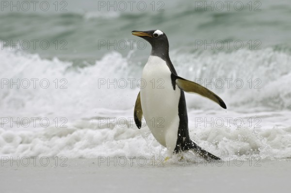 Gentoo Penguin (Pygoscelis papua), Falkland Islands
