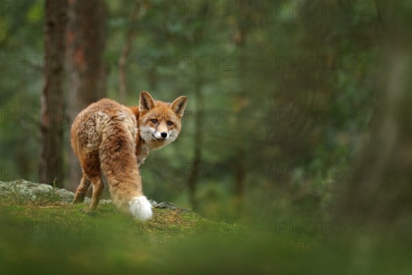 Fox in green forest. Cute Red Fox, Vulpes vulpes, at forest with flowers, moss stone. Wildlife scene from nature. Animal in nature habitat. Fox hidden in green vegetation. Animal, green environment