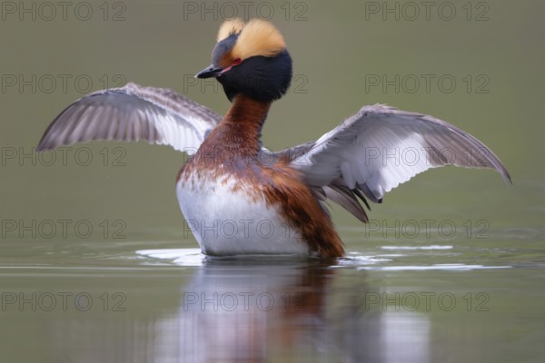 Horned Grebe (Podiceps auritus), Dalarna, Sweden