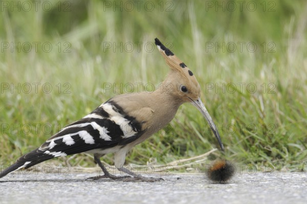Eurasian Hoopoe (Upupa epops), Austria