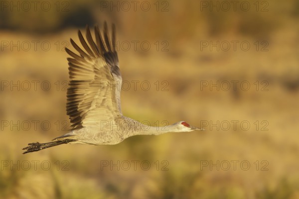 Sandhill Crane (Antigone canadensis) flying, New Mexico, USA