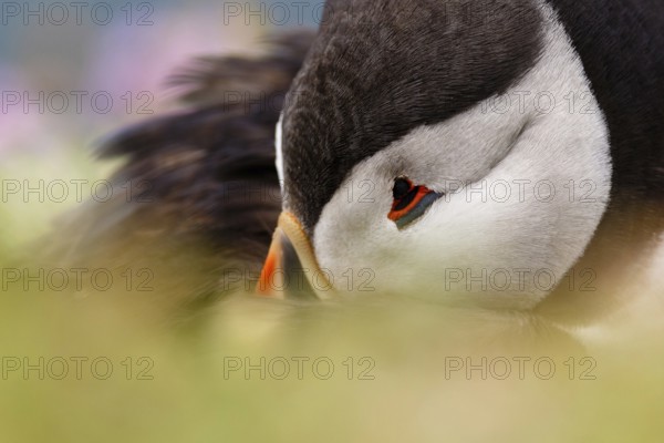 Atlantic Puffin (Fratercula arctica), Wales, United Kingdom